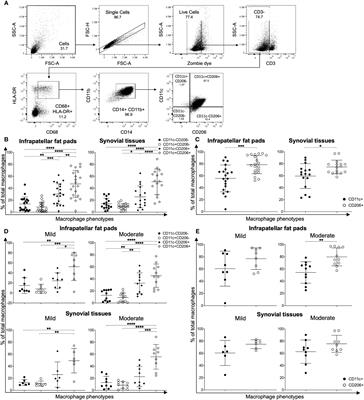 Infrapatellar fat pad adipose tissue-derived macrophages display a predominant CD11c+CD206+ phenotype and express genotypes attributable to key features of OA pathogenesis